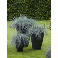Kostrzewa sina 'Blue Select' Festuca glauca