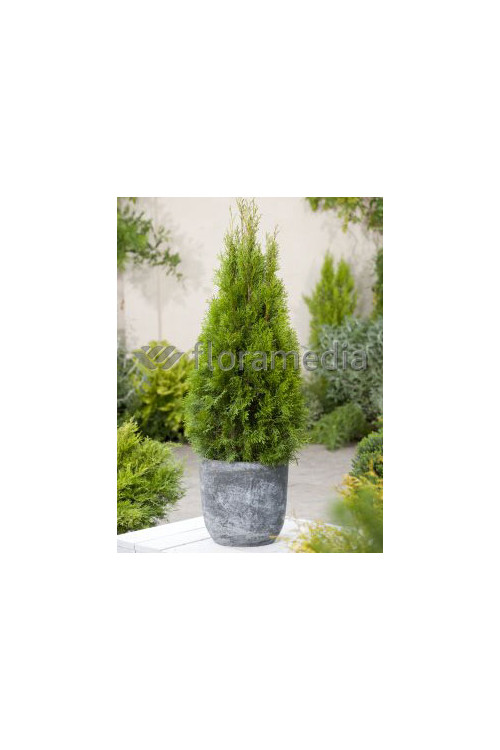 Żywotnik zachodni (Thuja) 'Smaragd' Thuja occidentalis