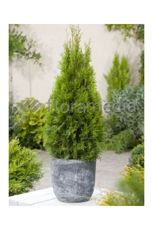 Żywotnik zachodni (Thuja) 'Smaragd' Thuja occidentalis