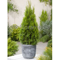 Żywotnik zachodni (Thuja) 'Smaragd' Thuja occidentalis