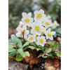 Ciemiernik biały 'Advent Star' | Helleborus niger