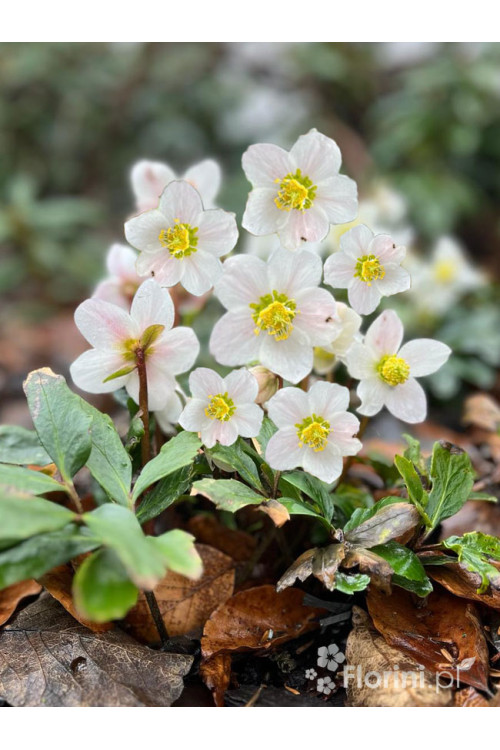 Ciemiernik biały 'Advent Star' | Helleborus niger
