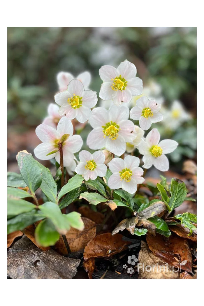 Ciemiernik biały 'Advent Star' | Helleborus niger