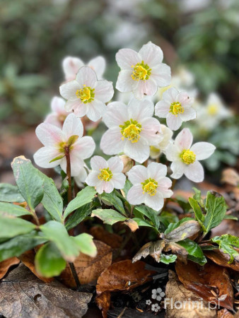 Ciemiernik biały 'Advent Star' | Helleborus niger