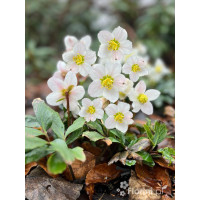 Ciemiernik biały 'Advent Star' | Helleborus niger