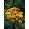 Krwawnik pospolity 'Milly Rock Yellow Teracotta' | Achillea millefolium