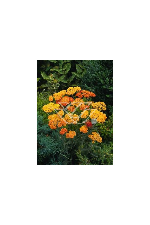 Krwawnik pospolity 'Milly Rock Yellow Teracotta' | Achillea millefolium