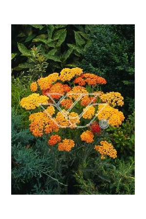 Krwawnik pospolity 'Milly Rock Yellow Teracotta' | Achillea millefolium