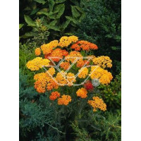 Krwawnik pospolity 'Milly Rock Yellow Teracotta' | Achillea millefolium