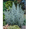 Bylica luizjańska 'Silver Queen' | Artemisia ludoviciana