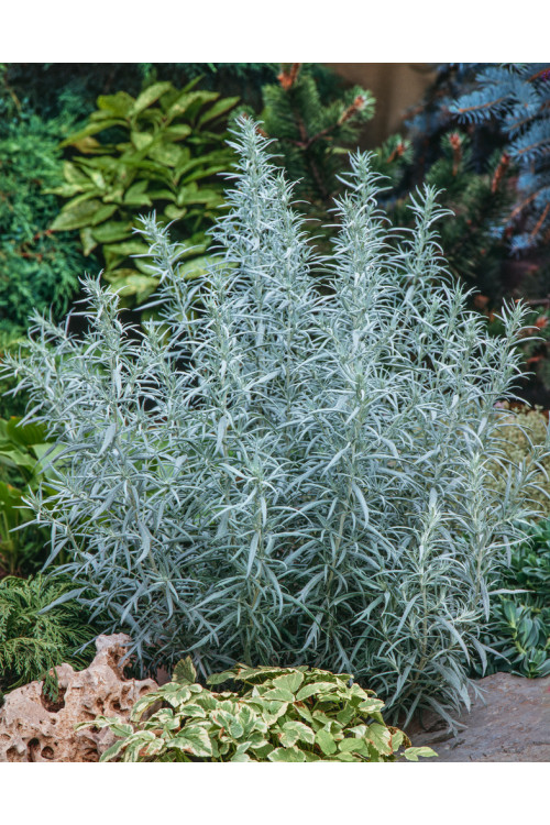 Bylica luizjańska 'Silver Queen' | Artemisia ludoviciana