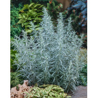 Bylica luizjańska 'Silver Queen' | Artemisia ludoviciana