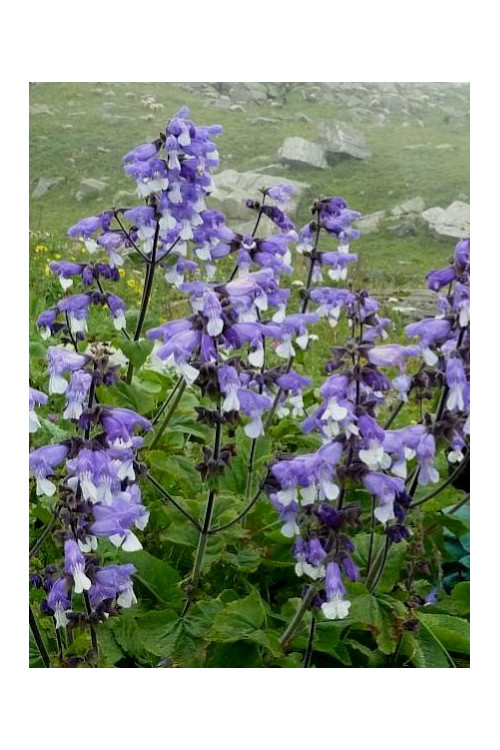 szałwia, salvia