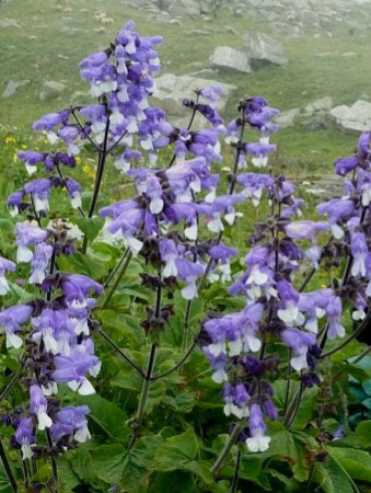 szałwia, salvia