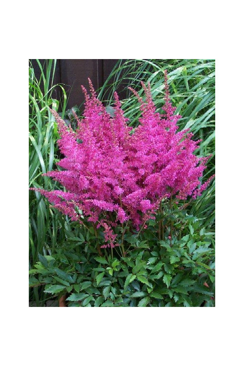 tawułka, tawułka arendsa, astilbe, astilbe arendsii, tawułka różowa, tawułka Calayeta