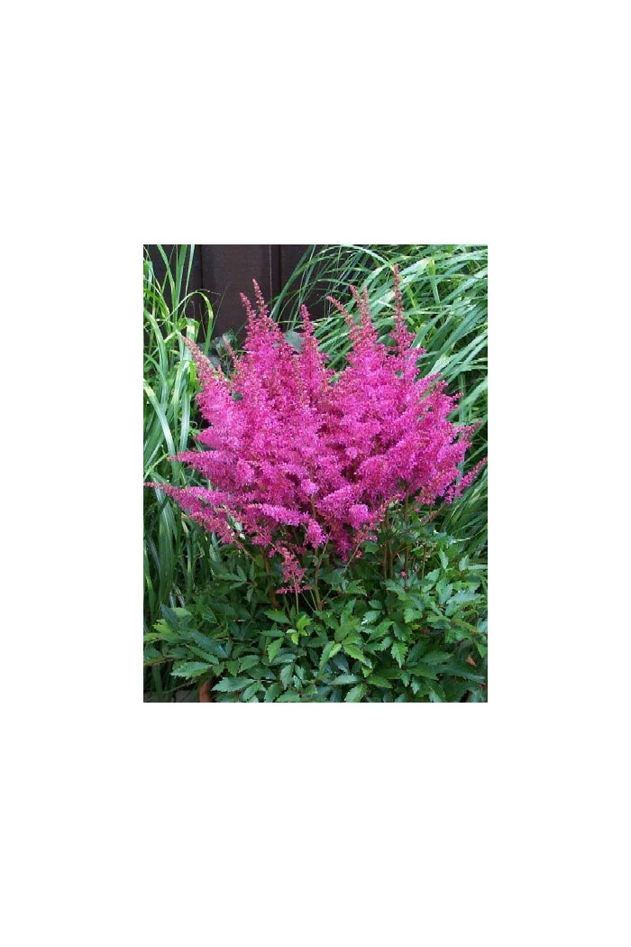 tawułka, tawułka arendsa, astilbe, astilbe arendsii, tawułka różowa, tawułka Calayeta