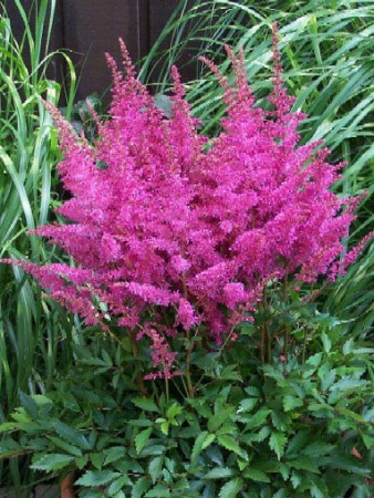 tawułka, tawułka arendsa, astilbe, astilbe arendsii, tawułka różowa, tawułka Calayeta