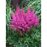 tawułka, tawułka arendsa, astilbe, astilbe arendsii, tawułka różowa, tawułka Calayeta