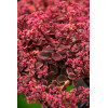 Rozchodnik 'SunSparkler Wildfire' | Sedum
