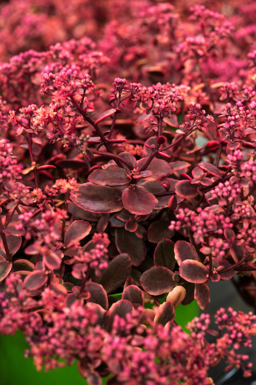 Rozchodnik 'SunSparkler Wildfire' | Sedum