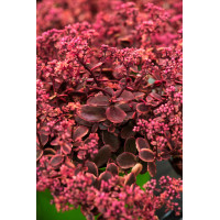 Rozchodnik 'SunSparkler Wildfire' | Sedum
