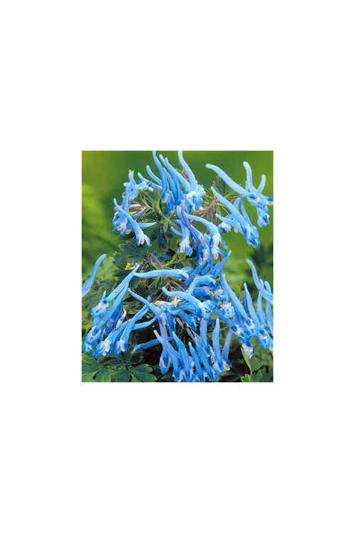 Kokorycz pogięta Corydalis flexuosa