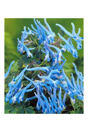 Kokorycz pogięta Corydalis flexuosa