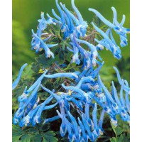 Kokorycz pogięta Corydalis flexuosa