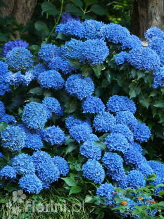 Hortensja ogrodowa 'Early Blue' | Hydrangea macrophylla