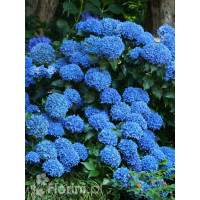 Hortensja ogrodowa 'Early Blue' | Hydrangea macrophylla