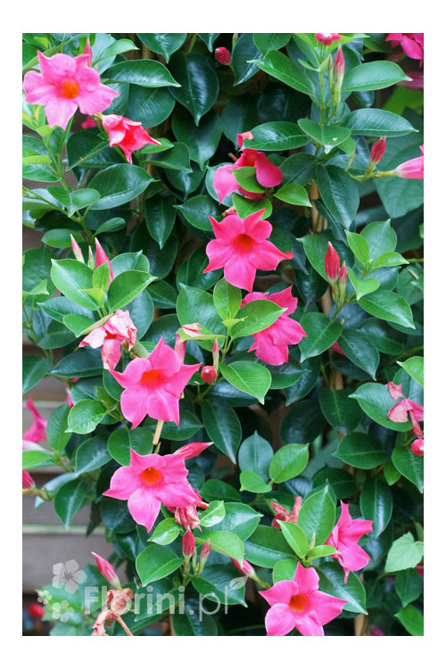 Sundaville 'Pink' | Sundaville