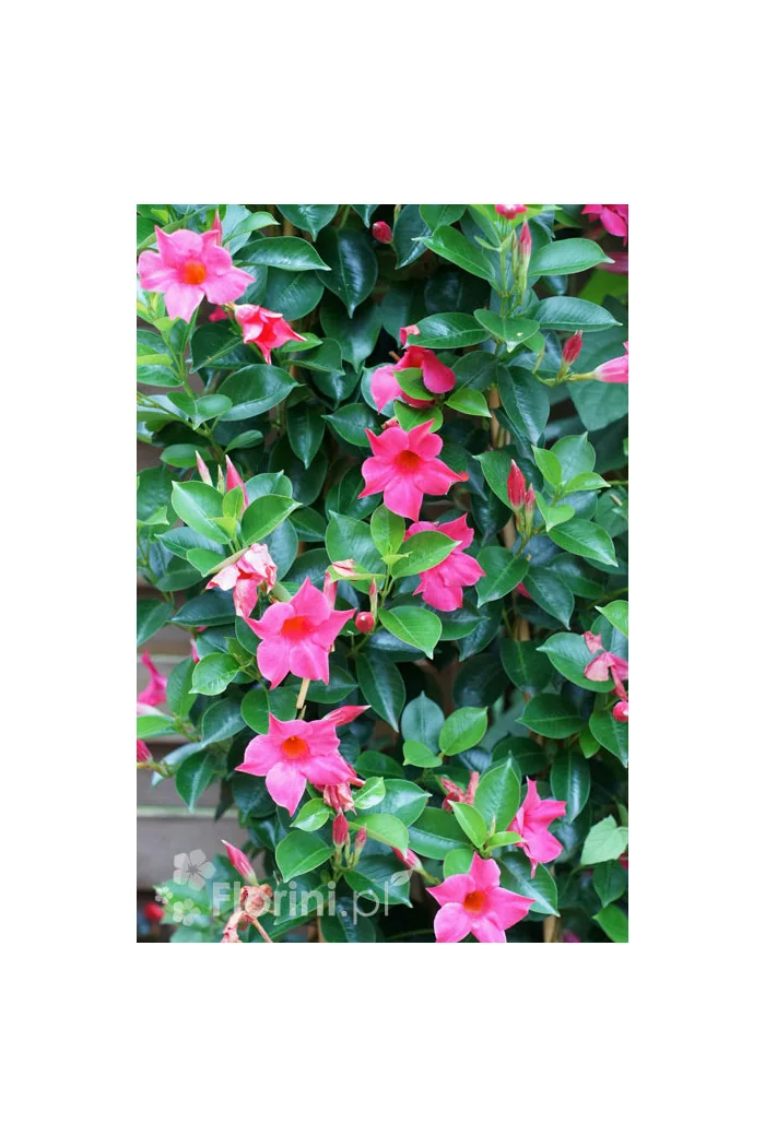 Sundaville 'Pink' | Sundaville