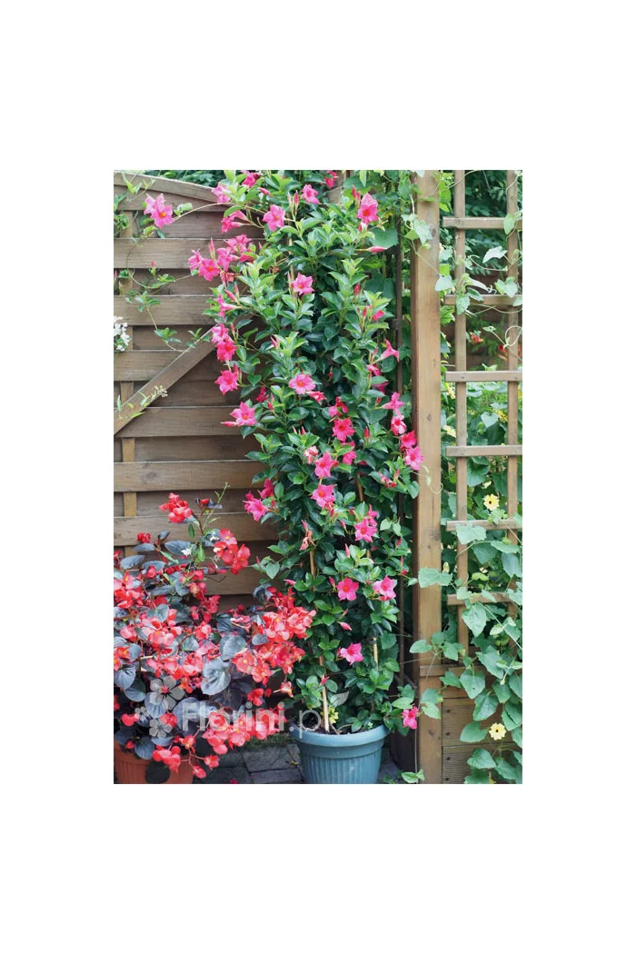 Sundaville 'Pink' | Sundaville