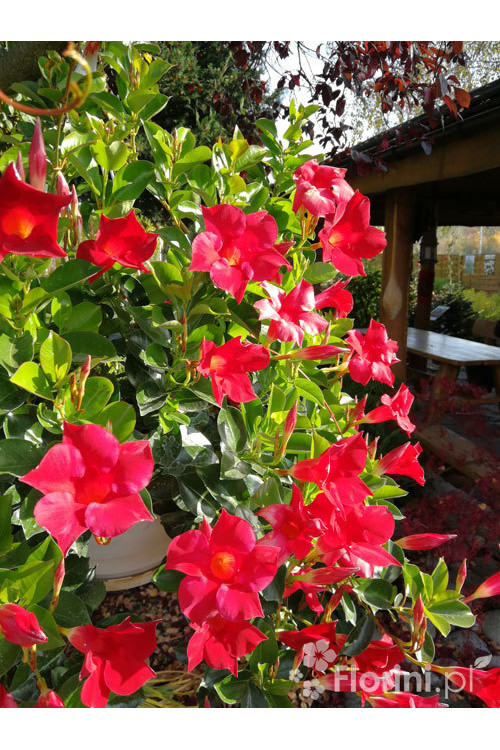 Sundaville 'Red' | Sundaville