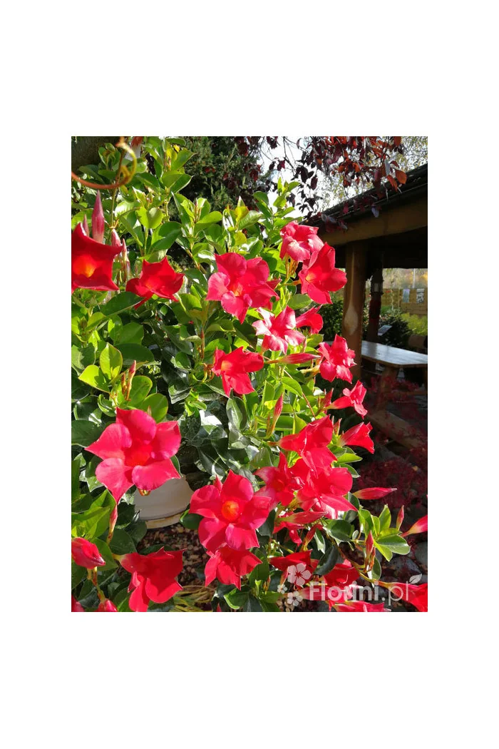 Sundaville 'Red' | Sundaville