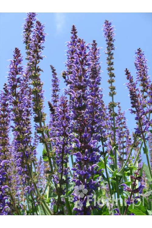 Szałwia omszona 'Mainacht' | Salvia nemorosa
