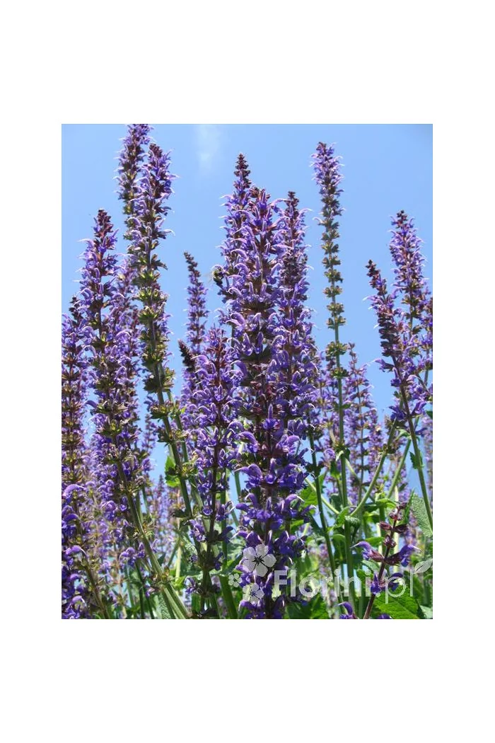 Szałwia omszona 'Mainacht' | Salvia nemorosa