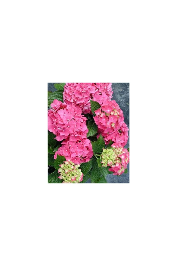 Hortensja ogrodowa 'Deutschland' Hydrangea macrophylla