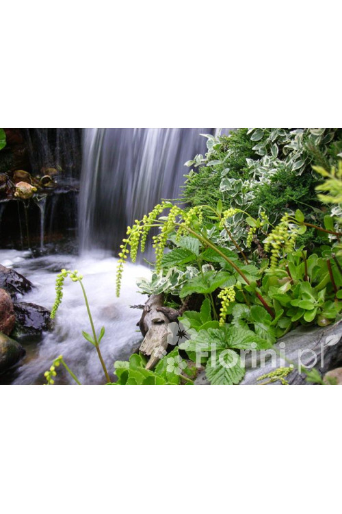 Chiastofil naprzeciwlistny Chiastophyllum oppositifolium