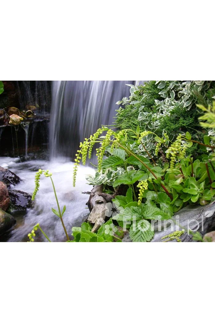 Chiastofil naprzeciwlistny Chiastophyllum oppositifolium