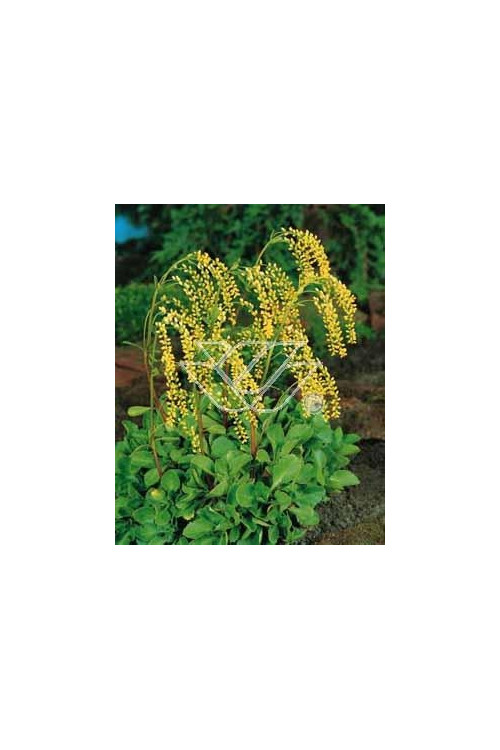 Chiastofil naprzeciwlistny Chiastophyllum oppositifolium