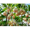 Enkiant dzwonkowaty | Enkianthus campanulatus
