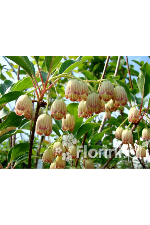 Enkiant dzwonkowaty | Enkianthus campanulatus
