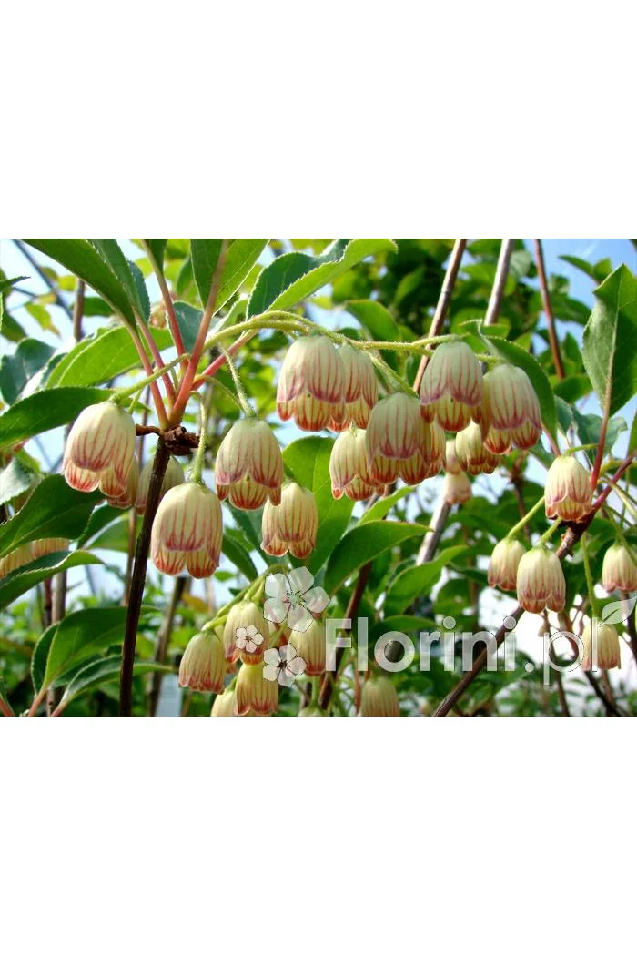 Enkiant dzwonkowaty | Enkianthus campanulatus
