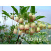 Enkiant dzwonkowaty | Enkianthus campanulatus