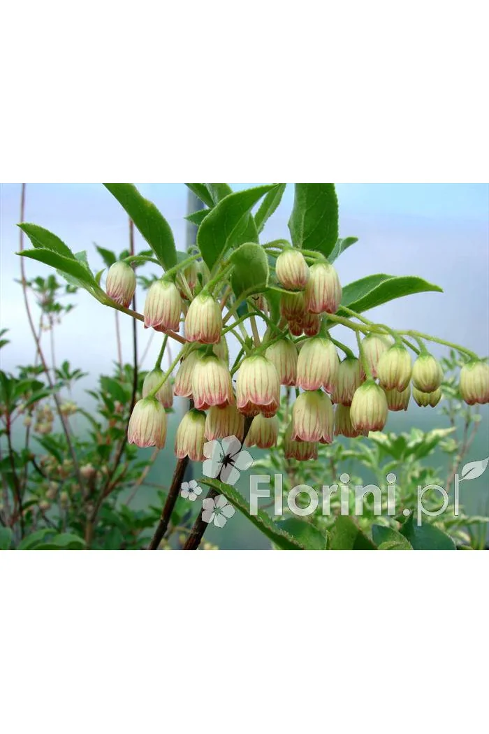 Enkiant dzwonkowaty | Enkianthus campanulatus