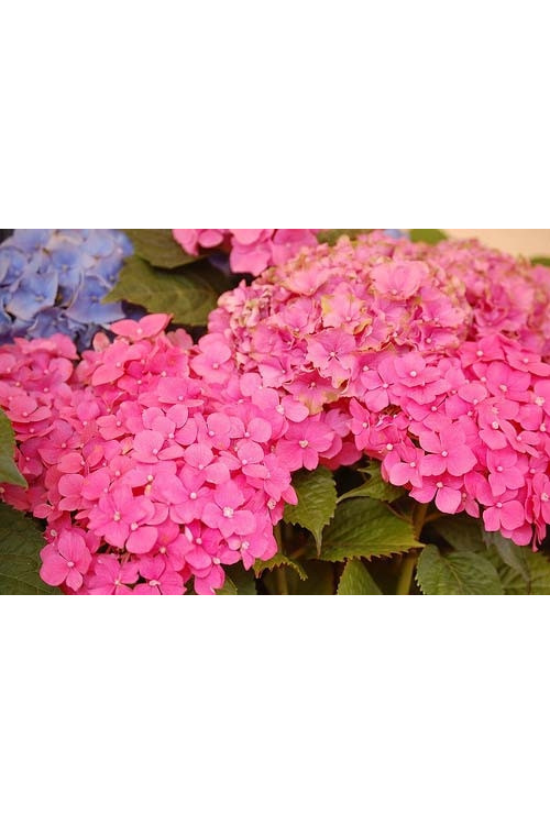 Hortensja ogrodowa 'Deutschland' Hydrangea macrophylla