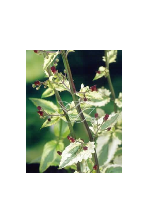 trędownik, Scrophularia