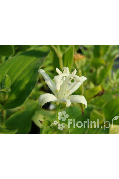 trójsklepka, trójsklepka Alba, Tricyrtis