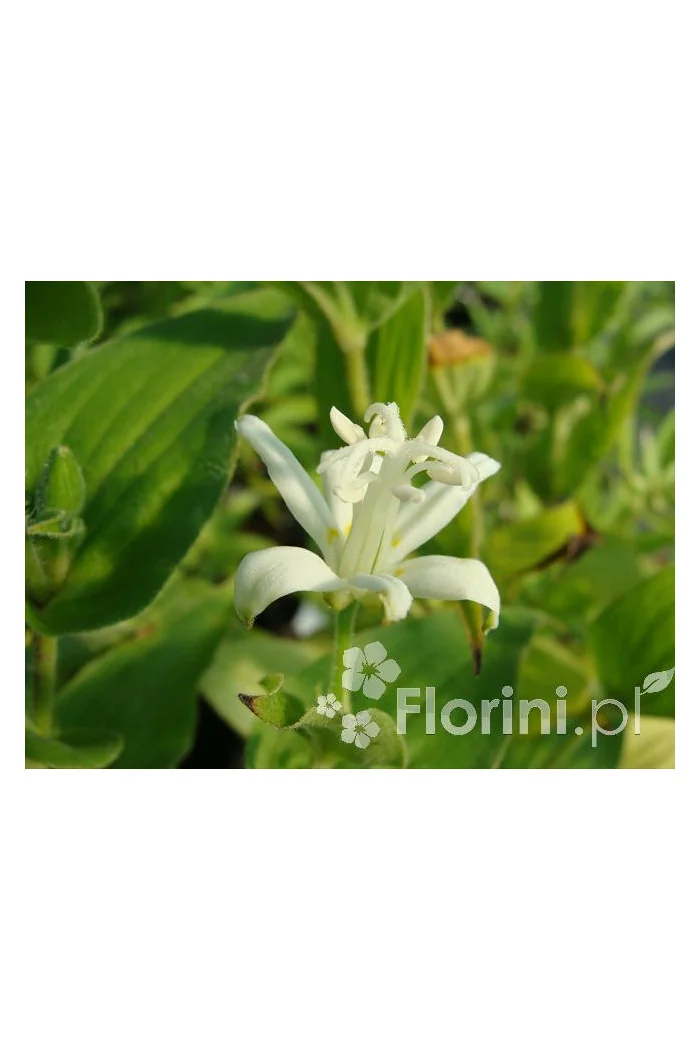 trójsklepka, trójsklepka Alba, Tricyrtis